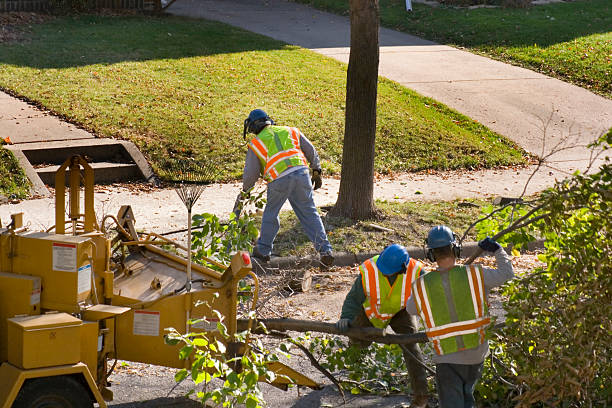 Best Lawn Renovation and Restoration  in Bunnell, FL